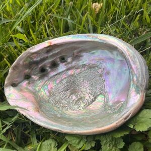Natural Authentic Large Abalone Sea Shell